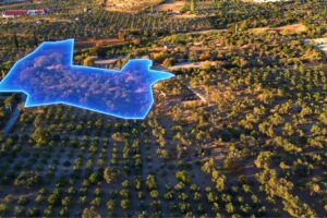 Urla Kuşçular'da Masal Gibi Arazi